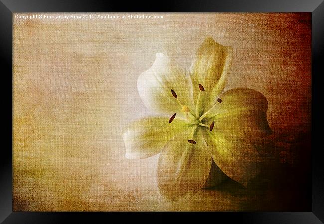  Textured white lily Framed Print by Fine art by Rina