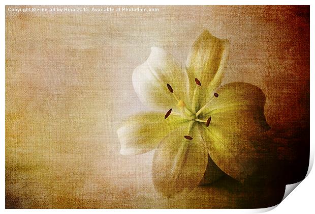  Textured white lily Print by Fine art by Rina