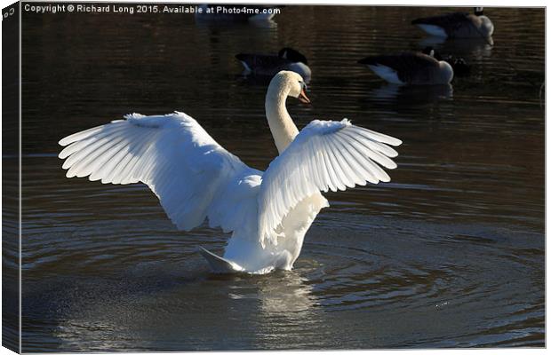  Sunlit Mute Swan with outstretched wings Canvas Print by Richard Long