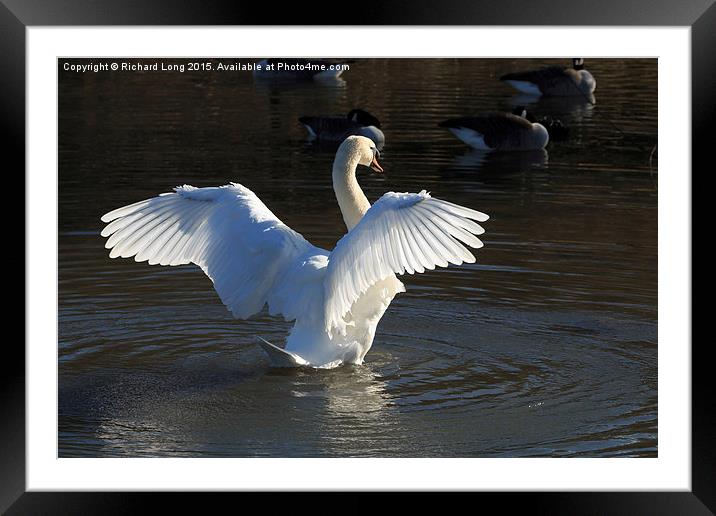  Sunlit Mute Swan with outstretched wings Framed Mounted Print by Richard Long