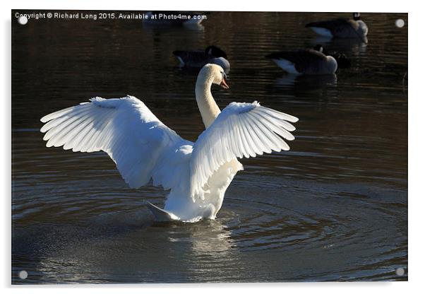  Sunlit Mute Swan with outstretched wings Acrylic by Richard Long