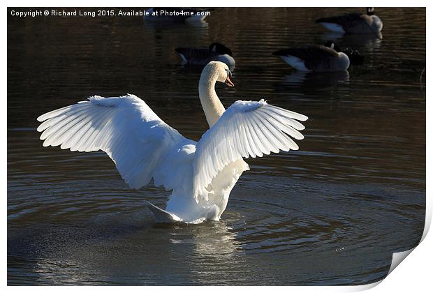  Sunlit Mute Swan with outstretched wings Print by Richard Long