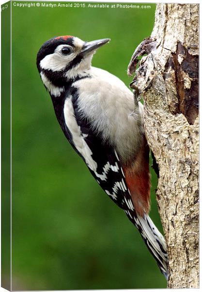 Greater Spotted Woodpecker Canvas Print by Martyn Arnold