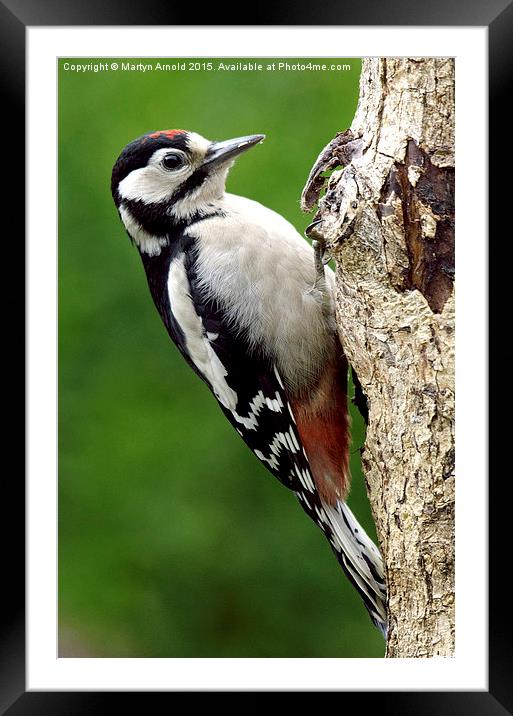 Greater Spotted Woodpecker Framed Mounted Print by Martyn Arnold