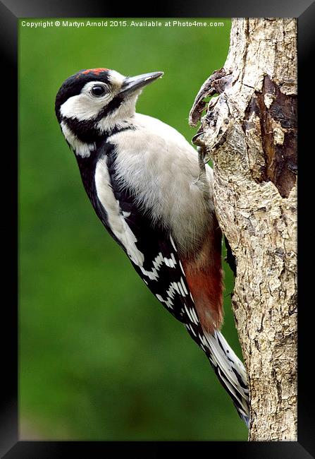 Greater Spotted Woodpecker Framed Print by Martyn Arnold