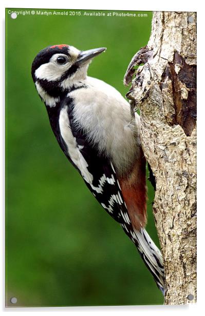 Greater Spotted Woodpecker Acrylic by Martyn Arnold