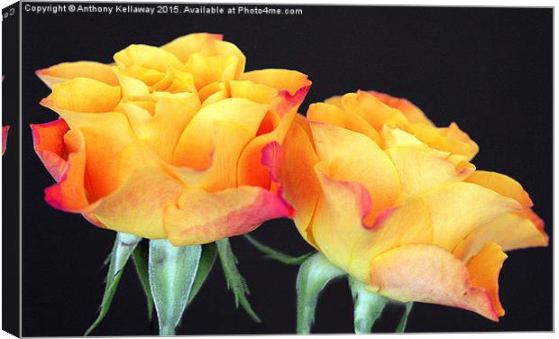  ROSES Canvas Print by Anthony Kellaway