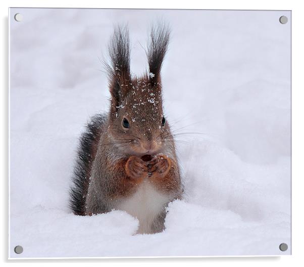 Squirell in snow Acrylic by Sergey Golotvin