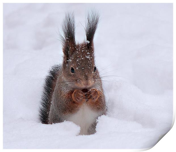Squirell in snow Print by Sergey Golotvin