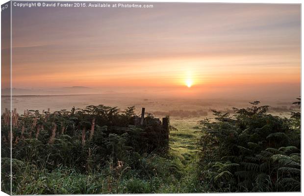 Misty Moorland Sunrise Teesdale County Durham  Canvas Print by David Forster