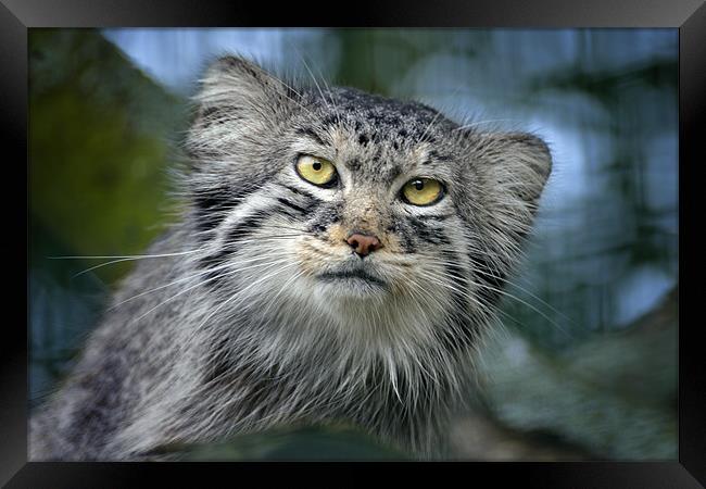Tula the Pallas Cat Framed Print by Stephen Mole