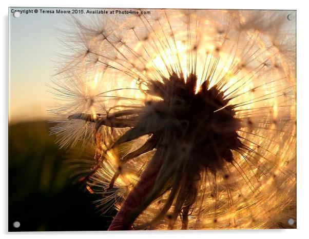  Sun setting through Dandelion head Acrylic by Teresa Moore