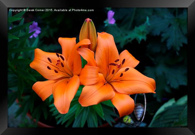  Orange lily Framed Print by Derek Corner