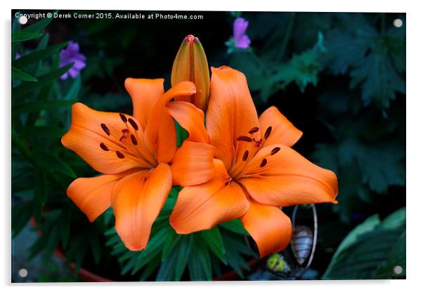  Orange lily Acrylic by Derek Corner