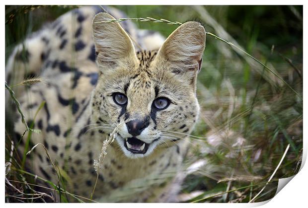 Malawi the Serval Cat Print by Stephen Mole