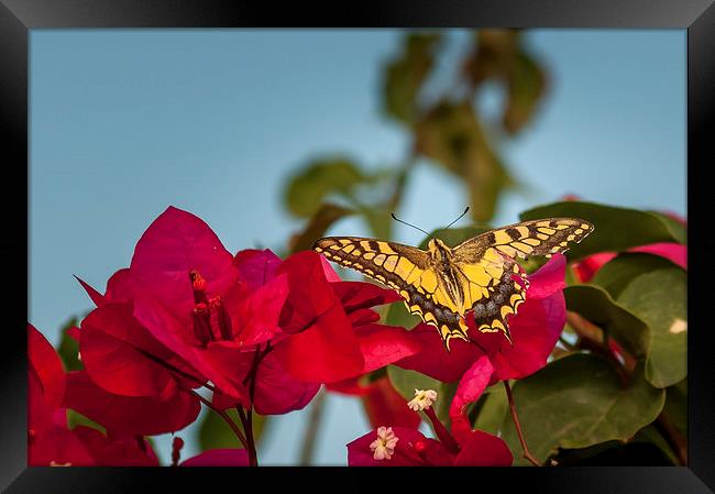  Swallow Tale Butterfly Framed Print by Stephen Mole