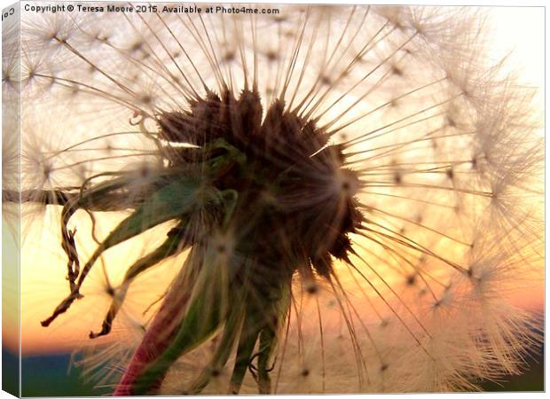  Sunset hues with a Dandelion Canvas Print by Teresa Moore