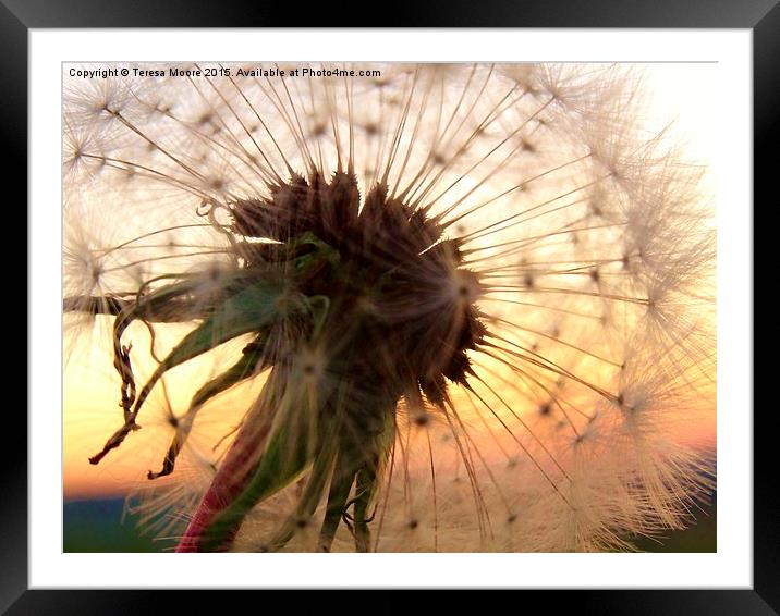  Sunset hues with a Dandelion Framed Mounted Print by Teresa Moore