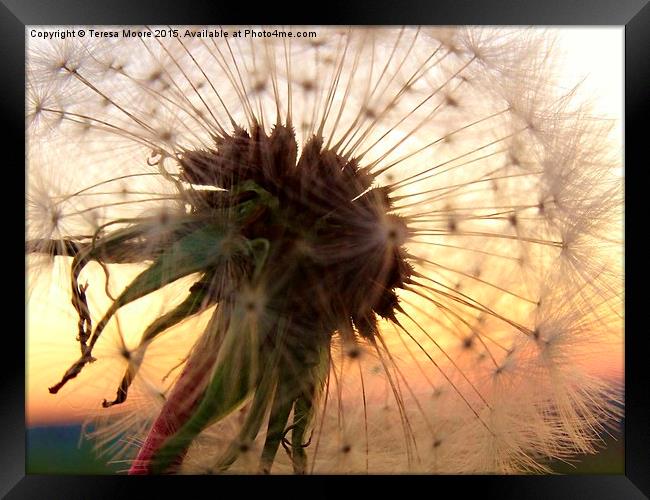  Sunset hues with a Dandelion Framed Print by Teresa Moore