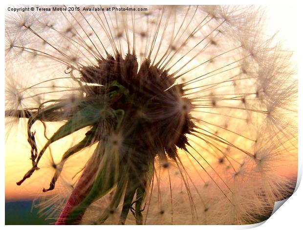  Sunset hues with a Dandelion Print by Teresa Moore