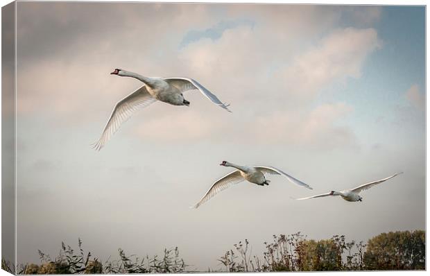 Three swans in flight Canvas Print by Stephen Mole