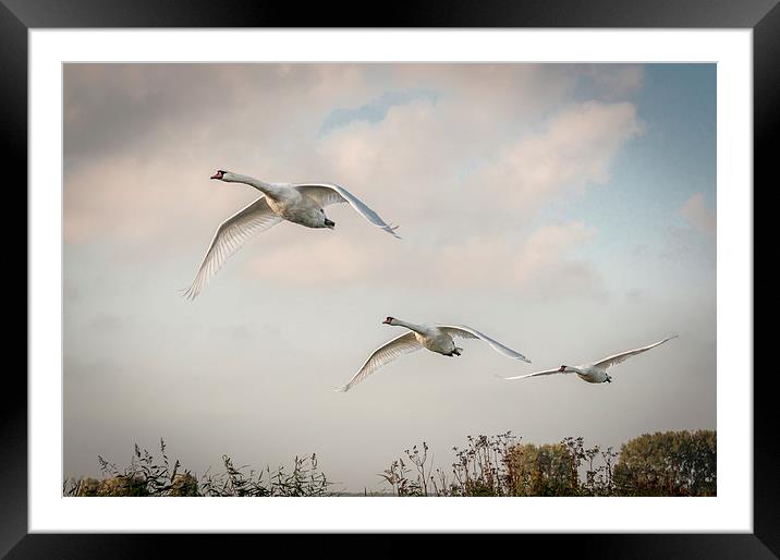  Three swans in flight Framed Mounted Print by Stephen Mole