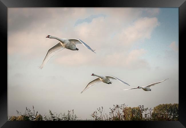  Three swans in flight Framed Print by Stephen Mole