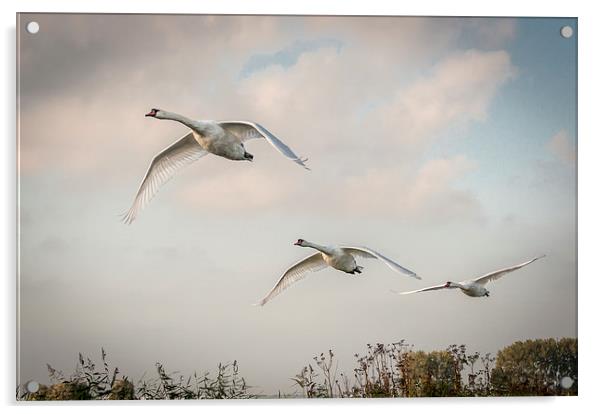  Three swans in flight Acrylic by Stephen Mole