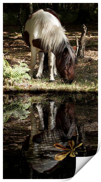  Autumn in the forest by JCstudios Print by JC studios LRPS ARPS