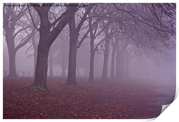  Misty Autumn  Print by sylvia scotting