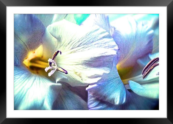  Dreamy Gladiolus Flower Framed Mounted Print by Sue Bottomley