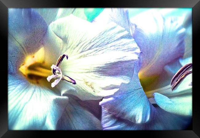  Dreamy Gladiolus Flower Framed Print by Sue Bottomley