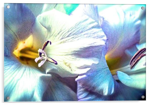  Dreamy Gladiolus Flower Acrylic by Sue Bottomley