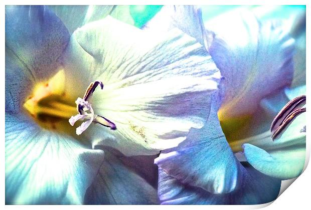  Dreamy Gladiolus Flower Print by Sue Bottomley