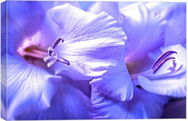 Soft shades of purple Gladiolus Flower  Canvas Print by Sue Bottomley