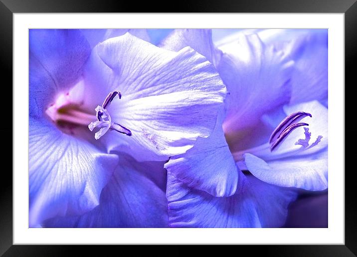 Soft shades of purple Gladiolus Flower  Framed Mounted Print by Sue Bottomley