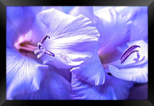 Soft shades of purple Gladiolus Flower  Framed Print by Sue Bottomley