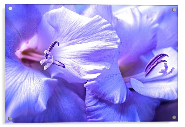 Soft shades of purple Gladiolus Flower  Acrylic by Sue Bottomley