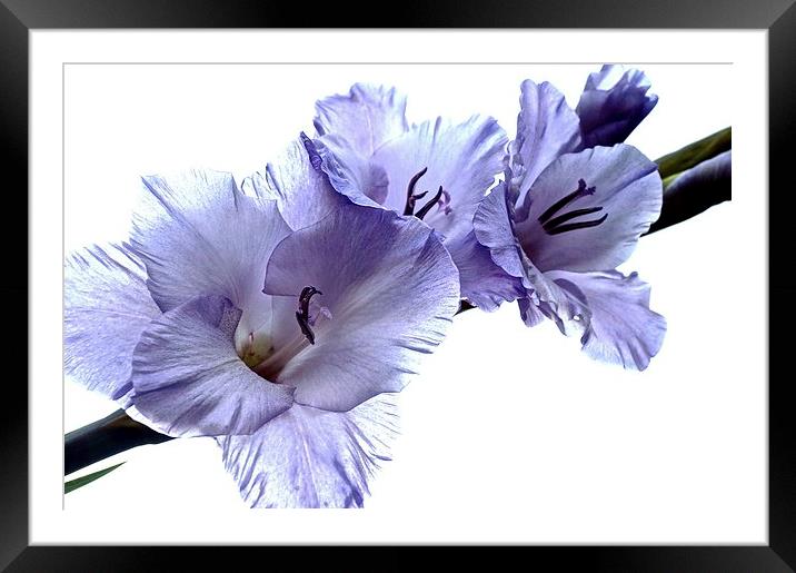  Striking Gladiolus Flower with white background Framed Mounted Print by Sue Bottomley