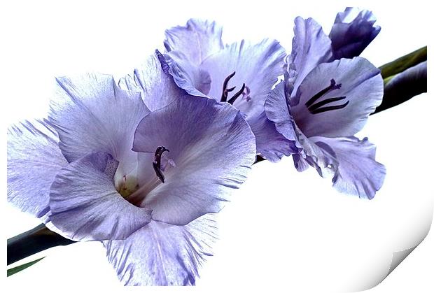  Striking Gladiolus Flower with white background Print by Sue Bottomley