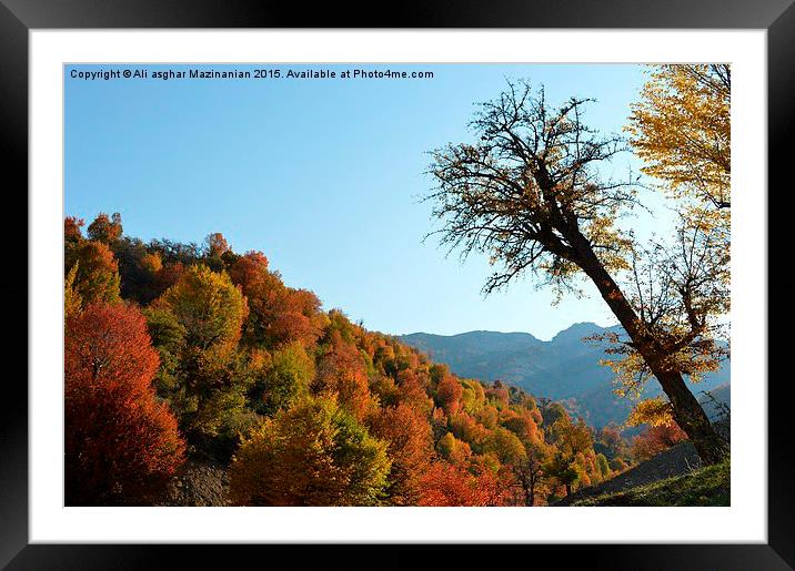  Beautiful autumn of OLANG Jungle, Framed Mounted Print by Ali asghar Mazinanian