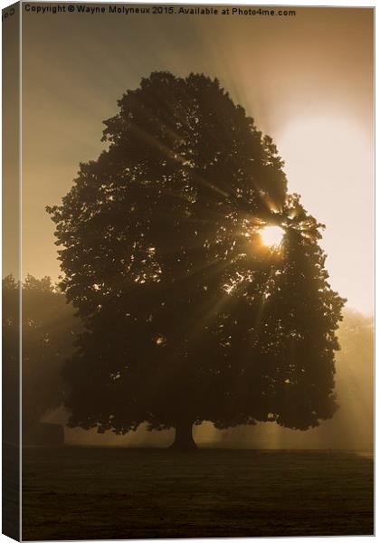  Early mist & Sunburst Canvas Print by Wayne Molyneux
