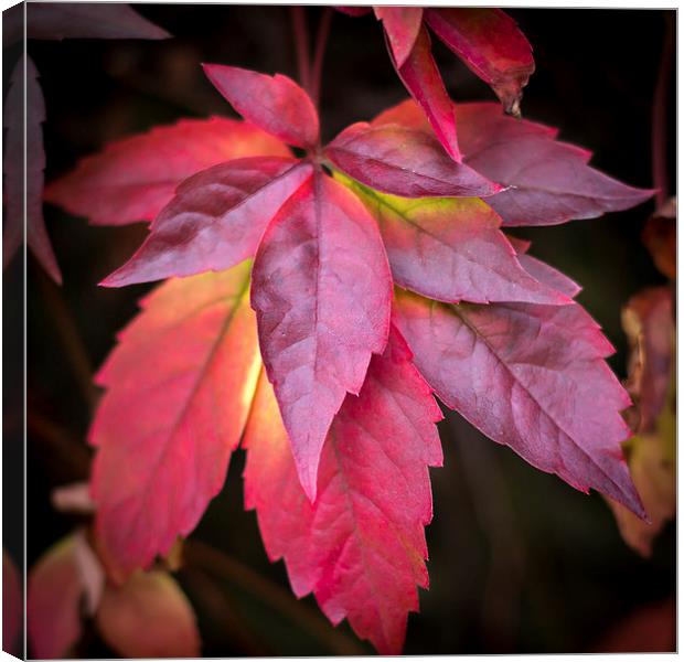  Red Leaves. Canvas Print by Peter Bunker