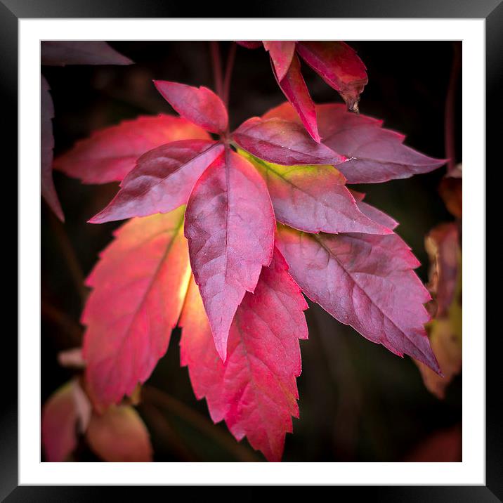  Red Leaves. Framed Mounted Print by Peter Bunker