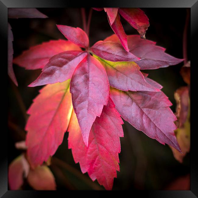  Red Leaves. Framed Print by Peter Bunker