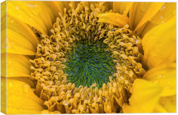  Late Sunflower. Canvas Print by Peter Bunker