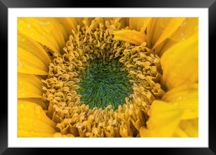 Late Sunflower. Framed Mounted Print by Peter Bunker