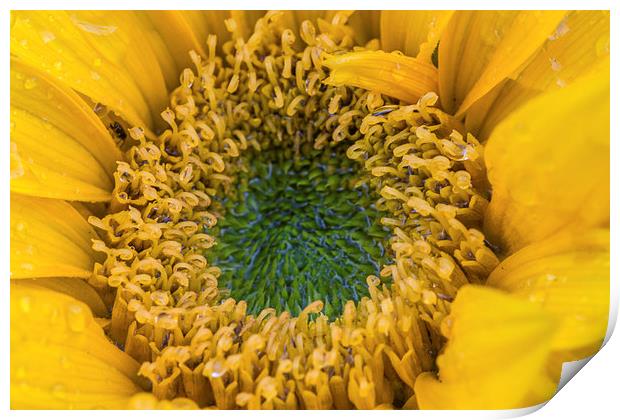  Late Sunflower. Print by Peter Bunker