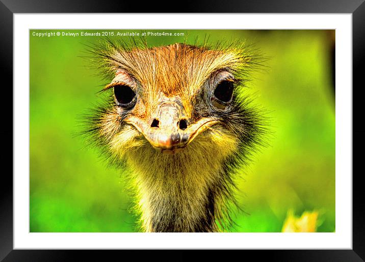  What you looking at Framed Mounted Print by Delwyn Edwards