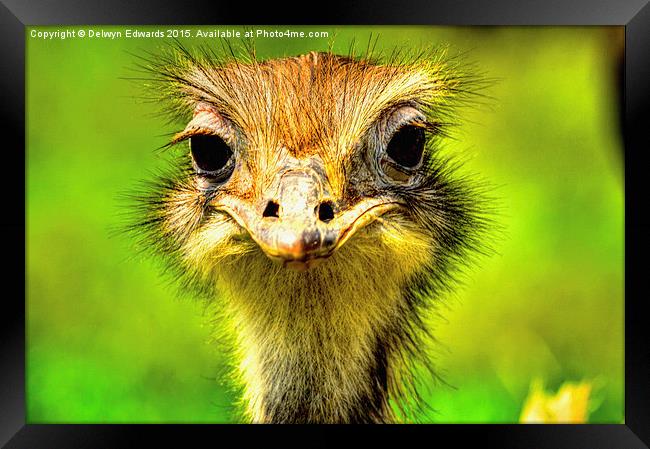  What you looking at Framed Print by Delwyn Edwards
